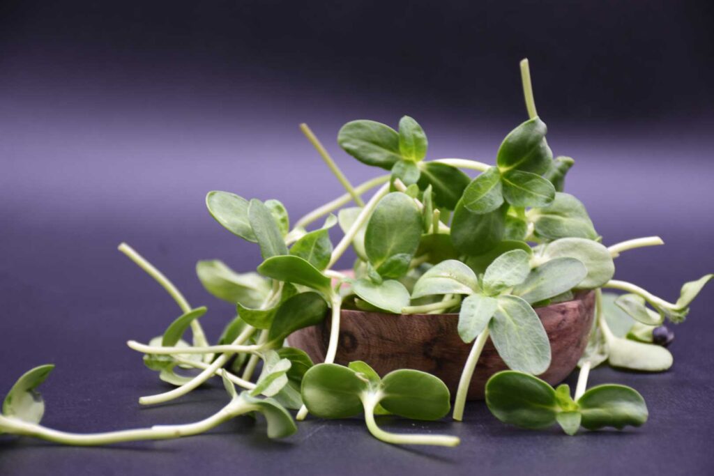 beneficios-de-los-germinados