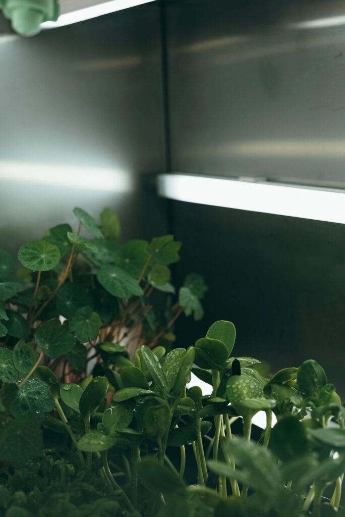 Modulagrofarm-F4F-microgreens